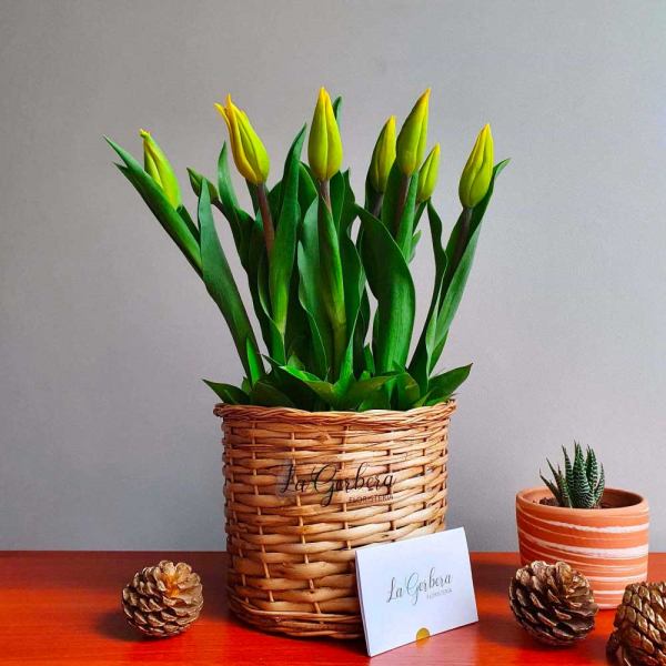 Canasta circular con 10 tulipanes amarillos